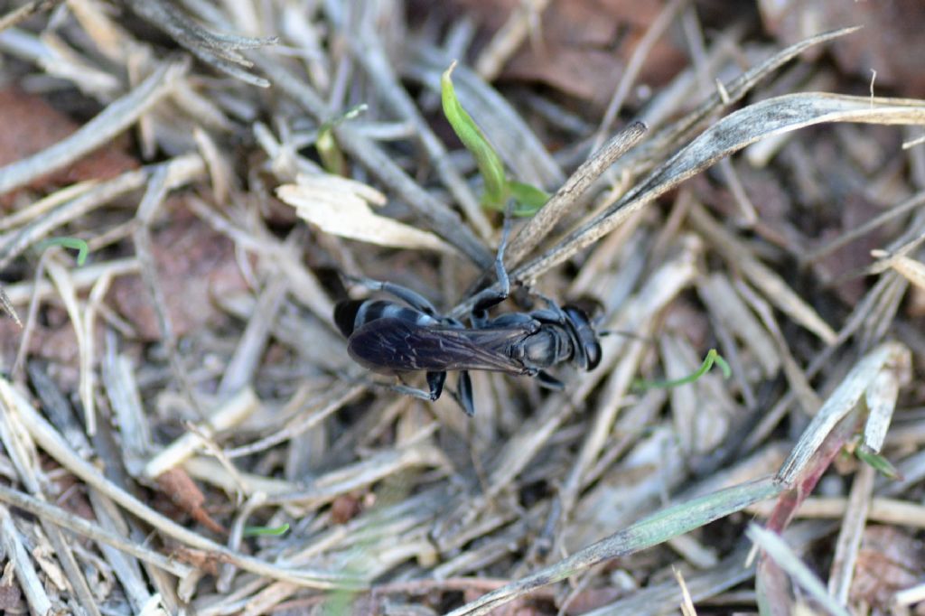 Crabronidae: Liris niger